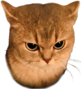 angycat emote