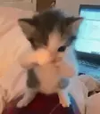 scuba emote