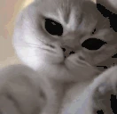 catkiss emote