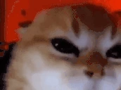 focus emote
