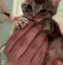 catAss emote