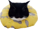 maxwellsleepy emote