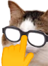 kiisu_trumpf emote