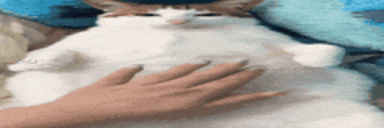 UncBellay animated emote