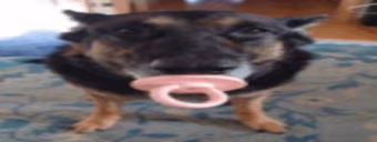 bibibi emoji