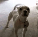foamsmouthGRRRRRRsnarlBITEBITEMUNCHHFHFSJDFHSKDSBARKBARKBARBARKW emote