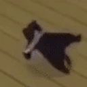 BREAKDANCECAT emote