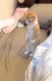 catStand emote