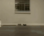 CATchingYou emote