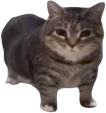 cot emote