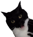 maxwellgasp emote