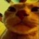 Orange_Cat_stare emote