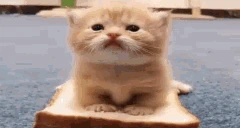 breakfast emote