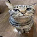 ermwhattheflip emote