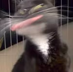 maluquete emote