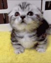 MORE animated emote