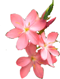 flower emote
