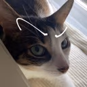 cat_eyebrow_raise emote