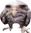 Wet_Wide_Owl emote