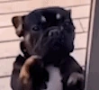 DogPawDance emote