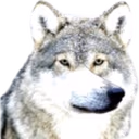 AUF emote