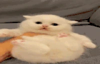 incomprehensible emote