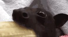 EatDaBanana animated emote