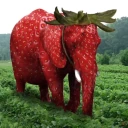 StrawberryElephant emote