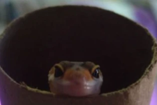 BabyLeopardGeckoInPaperRoll emoji