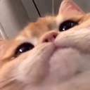 mrow emote