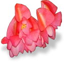 flower_begonia emote