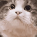 catnick emote