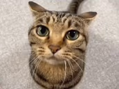 waitimgoated emote