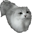 thiscatjustj emote