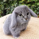 cabbit emote