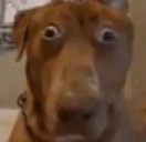 huh emote