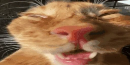 auh emote