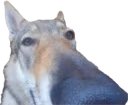 gotDAMN emote