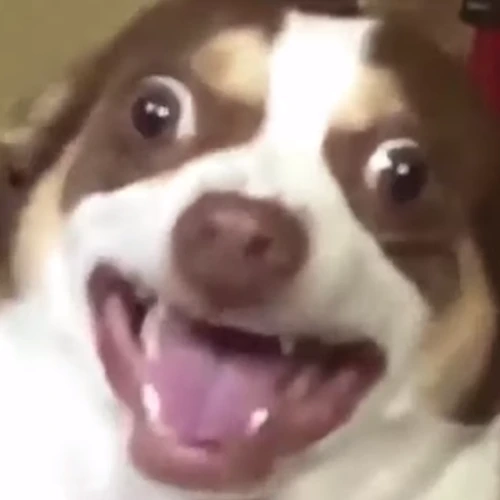 Dog_laugh emote