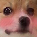 dog_blush emote