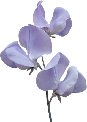 Purple_Flower emote