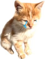 kittenPensiveCry emote