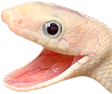Snakewhite emote