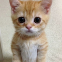 catStare static emote
