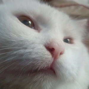 Koki emote