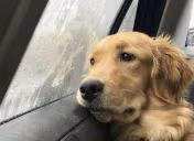 NowWhat emote
