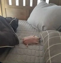 sleep emote