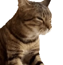 catVibe emote