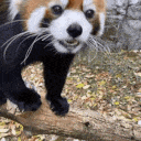 AREYOUACUTIE