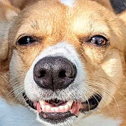 fox_laugh emote